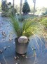 Carex_testacea___4959f276b4426.jpg