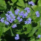 Brunnera_macroph_4a756a4e52634.jpg
