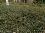 Cotoneaster_r.___4acc7063d6b0e.jpg