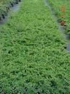 Cotoneaster_s.___4acc7080985bd.jpg