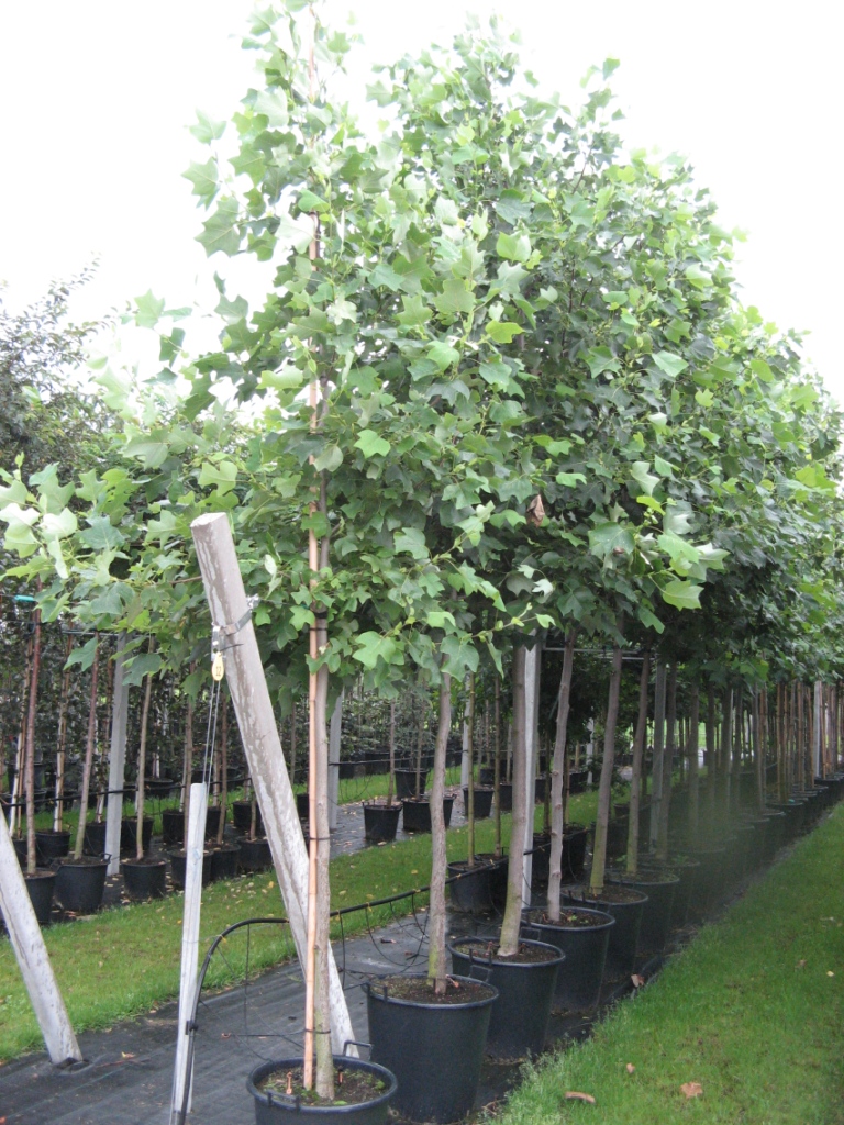 Liriodendron_tul_48b446f44cb65.jpg