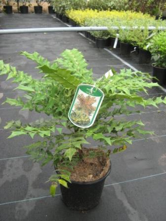 Mahonia_bealei___4915a00c8fe06.jpg