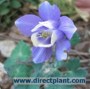 Aquilegia_fl.__M_4a6b3bcdbfc40.jpg