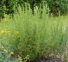 Artemisia_abrota_4a745106a9cb3.jpg