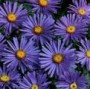 Aster_amellus__R_4a745949c0100.jpg
