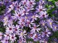 Aster_cordifoliu_4a7459c2dd9fb.jpg