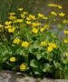 Caltha_palustris_4a756f82c7992.jpg