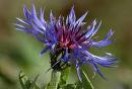 Centaurea_m._Gra_4a757104b5111.jpg