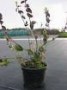 Euonymus_fort.___4acc709f3c5e1.jpg