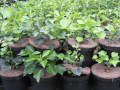 Hedera_h.__Arbor_48b01e28d9676.jpg