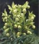 Helleborus_foeti_4a7ec3e947995.jpg