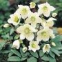 Helleborus_niger_4a7ec407a0f7c.jpg