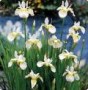 Iris__Snow_Queen_4a7ed02fa4585.jpg