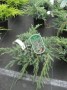Juniperus_hor.___490ad5d883eb5.jpg