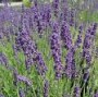Lavandula_angust_4a7ed4a165e03.jpg