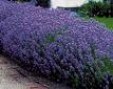 Lavendula_a.__Hi_4a82ceba1bb09.jpg
