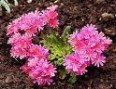 Lewisia_cotyledo_4a82cf1c4751f.jpg