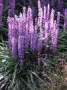 Liriope_m.__Ingw_4a82cf7e40f17.jpg