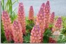 Lupinus__Rood____4a85460acaa74.jpg