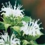 Monarda__Schneew_4a854bbf63298.jpg