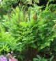 Osmunda_regalis__4a854c6c50a95.jpg
