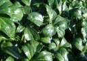 Pachysandra_t.___4a854c8d15a70.jpg