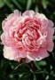 Paeonia__Sarah_B_4a854d389f0e3.jpg
