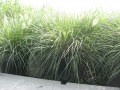 Pennisetum_alop._48b441faacc8d.jpg