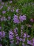 Physostegia_v.___4a8552c717775.jpg