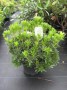 Pieris_jap.__Cup_4915a3d7ee35a.jpg