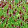 Primula_vialli___4a856c6553ad3.jpg