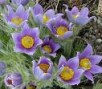 Pulsatilla_vulga_4a856cd2b6191.jpg