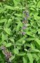 Salvia_officinal_4a856dd42f74e.jpg