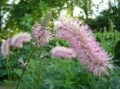 Sanguisorba_obtu_4a87d0bd7bdc5.jpg