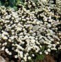 Saxifraga__Schne_4a87d3d2ae2ab.jpg