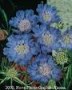 Scabiosa_c.__Per_4a87d3fc75c13.jpg