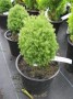 Thuja_occ.__Tedd_490ad751018e3.jpg