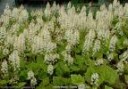 Tiarella_wherry__4a87da5d8272a.jpg